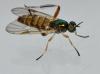 Chorisops tibialis